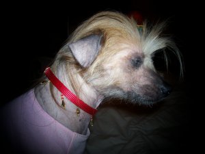 Decorative Collars
