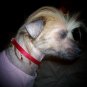 Decorative Collars