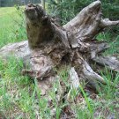 Fallen Log