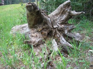 Fallen Log