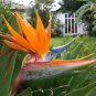 Bird of Paradise from Kauai, Hawaii