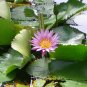 Purple floral plant from Kauai, Hawaii