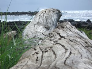 Downed log from Kauai, Hawaii