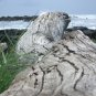 Downed log from Kauai, Hawaii