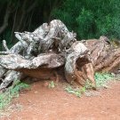 Massive tree stump from Kauai, Hawaii