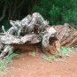 Massive tree stump from Kauai, Hawaii
