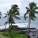 Palm trees from Kauai, Hawaii