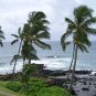Palm trees from Kauai, Hawaii