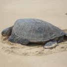 Tortise in Kauai, Hawaii