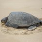 Tortise in Kauai, Hawaii