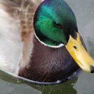 Duck in Pinetop, Arizona
