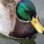 Duck in Pinetop, Arizona