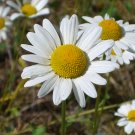 Wild daisy in Sagle, Idaho