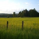 Wild flower fields in Sagle, Idaho