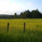 Wild flower fields in Sagle, Idaho