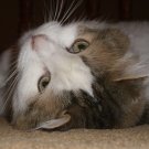 Cleo