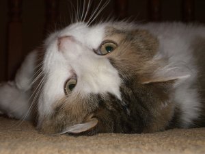 Cleo