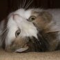 Cleo
