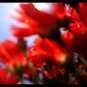 A Study In Red #1 (very limited edition)