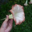 Angel trumpet plant, Brugmansia suaveolens