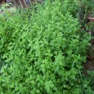 Lemon balm plant, Melissa officinalis