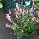 'Tutti-Frutti' plant, Agastache barberi