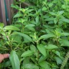 Chocolate mint plant, Mentha x spicata