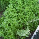 Orange mint plant, Mentha x spicata