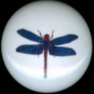 DRAGONFLY Dragon Fly #5 Ceramic Drawer Knobs