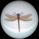 DRAGONFLY Dragon Fly #8 Ceramic Drawer Knobs