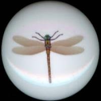 DRAGONFLY Dragon Fly #8 Ceramic Drawer Knobs