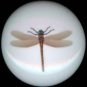 DRAGONFLY Dragon Fly #8 Ceramic Drawer Knobs