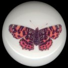 BEAUTIFUL BUTTERFLY 4 Ceramic Knob KNOBS