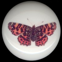 BEAUTIFUL BUTTERFLY 4 Ceramic Knob KNOBS
