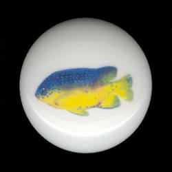 TROPICAL FISH #6 Ceramic Knob KNOBS