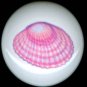 PEARL PINK Seashell Shell Shells CERAMIC KNOBS Pulls Knob Free Ship