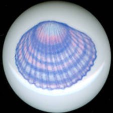 PEARL PINK & BLUE Seashell Shell Shells CERAMIC KNOBS Pulls Knob Free Ship
