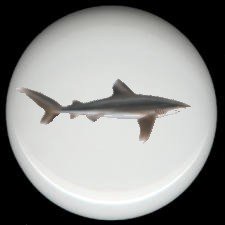 WHITE TIP SHARK Ceramic Drawer Knob KNOBS