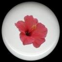 HIBISCUS Flower #1 Ceramic Knobs Pulls