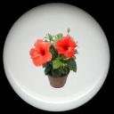 HIBISCUS Flower #7 Ceramic Knobs Pulls