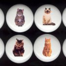Ceramic Drawer Knobs Pulls ~ DOMESTIC CAT Cats SET Assortment Tuxedo Tabby