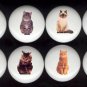 Ceramic Drawer Knobs Pulls ~ DOMESTIC CAT Cats SET Assortment Tuxedo Tabby