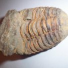 Trilobite