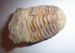 Trilobite