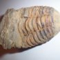 Trilobite