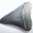 Fossil Shark Tooth - Extinct Ancestor of Great White Shark
