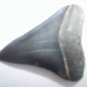 Fossil Shark Tooth - Extinct Ancestor of Great White Shark