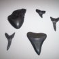 Fossil Shark Tooth - Extinct Ancestor of Great White Shark