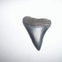 Fossil Shark Tooth - Extinct Ancestor of Great White Shark