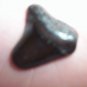Fossil Shark Tooth - Extinct Ancestor of Great White Shark